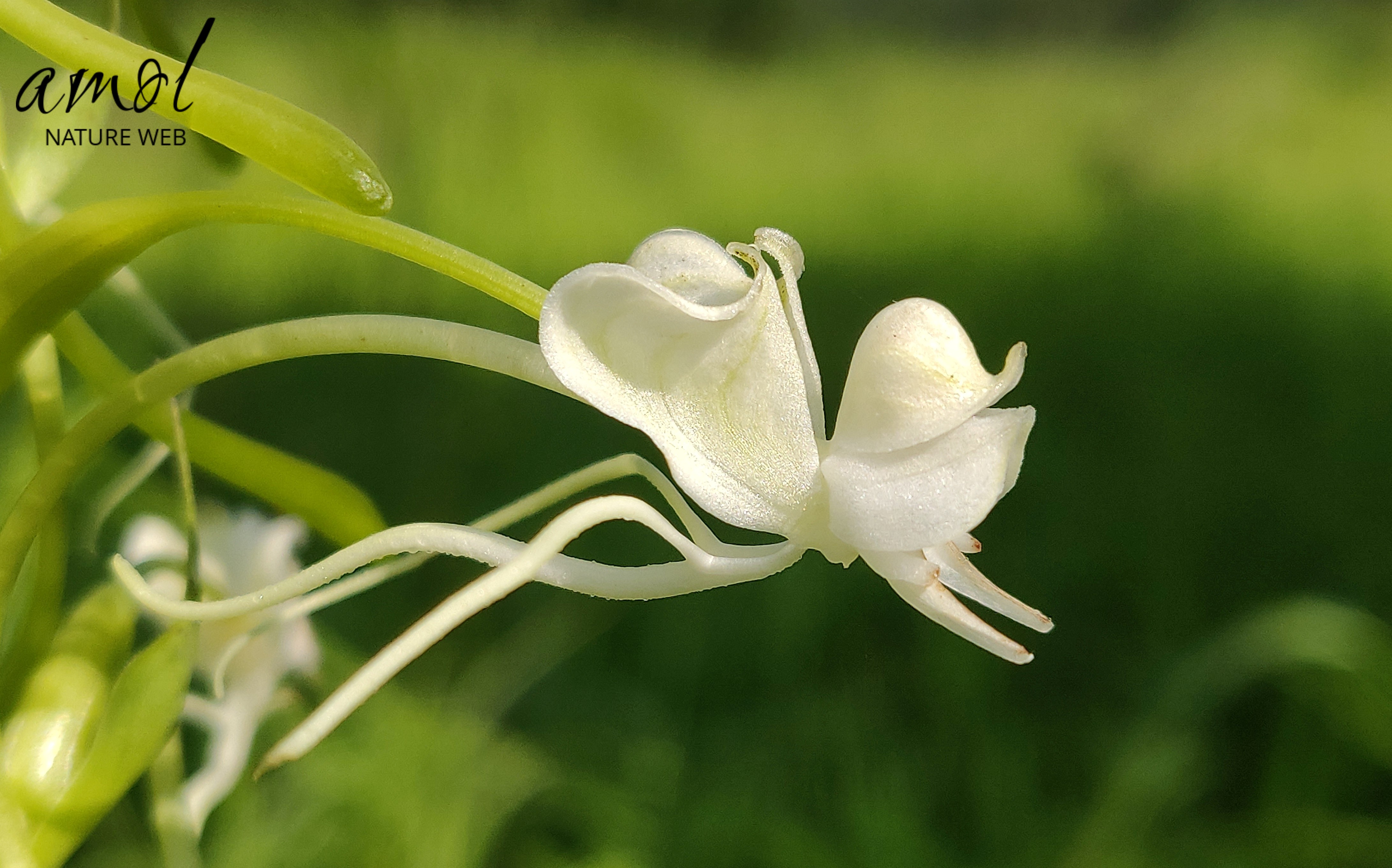 Commelina-Leaf Habenaria